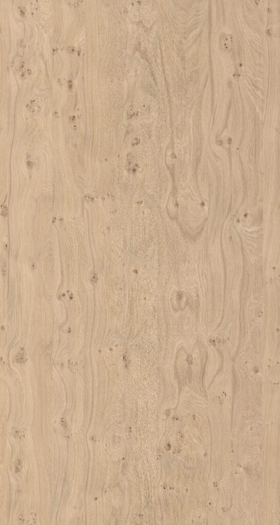 Nr. 12A Ąžuolas Ąžuolo lukštas šakotas