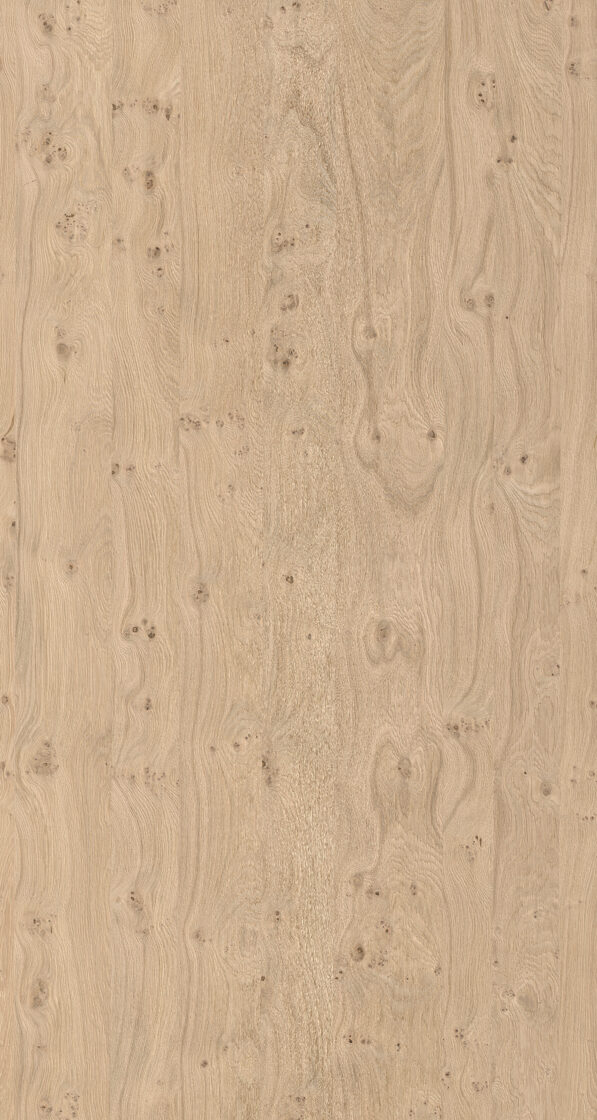 Ąžuolo lukštas šakotas